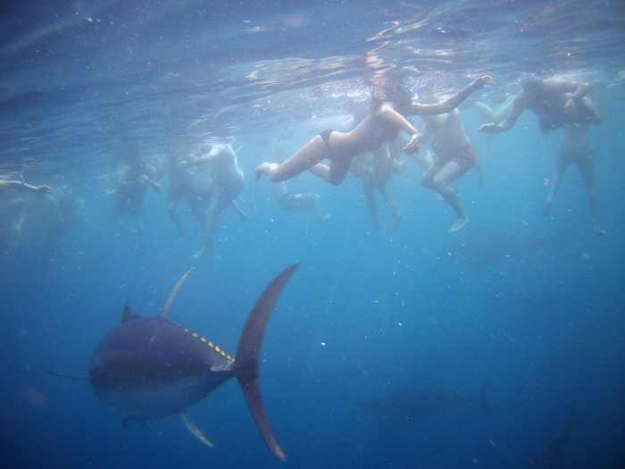 Tuna Tour Ametlla | Zwemmen met tonijnen | Blue Travel Pics Tarragona