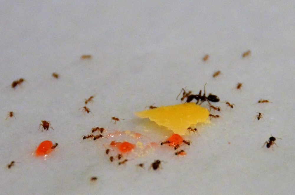Mierenplaag in huis