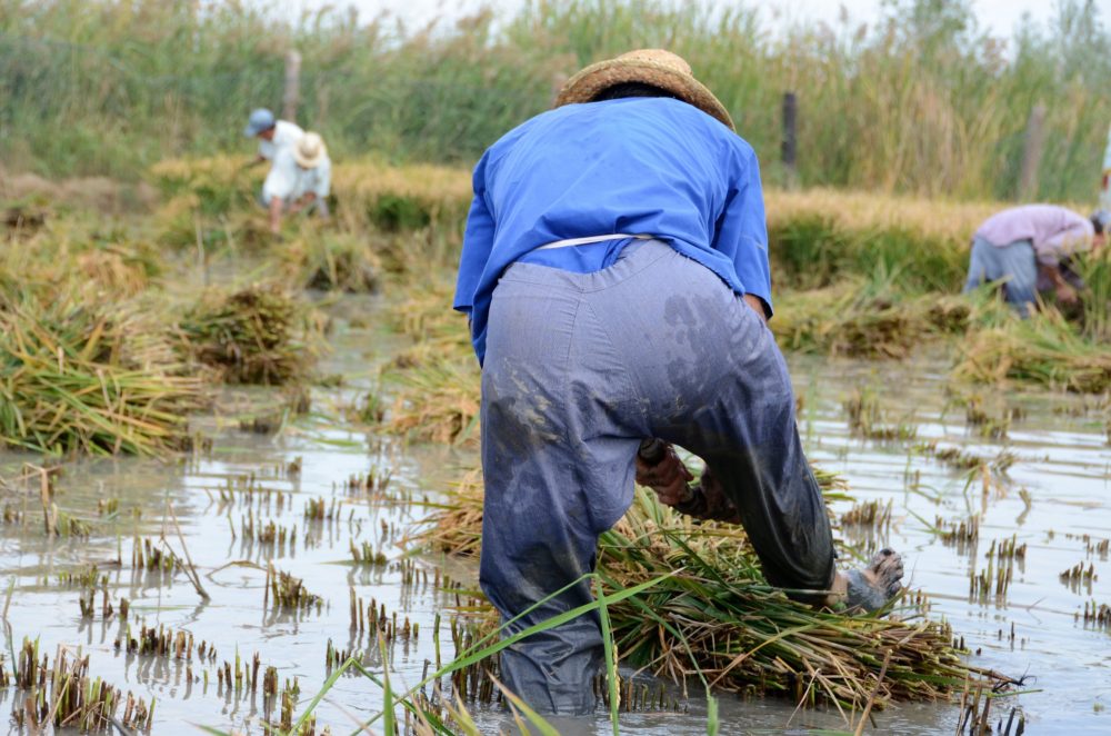 Delta Cowbows aan het werk tijdens de rijstpluk