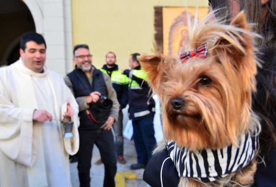Sant Antoni Abat: De gezegende huisdieren van El Perello