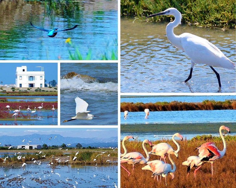 Vogels spotten in de lagunes rondom eco Museum MonNatura