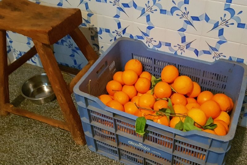 Sinaasappels uit eigen tuin | Oranje reisfoto's